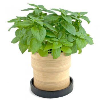 Basil Pesto