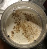 Cinnamon Roll Smoothie
