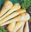 Sauteed Parsnips