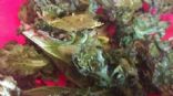 Baked Kale Chips