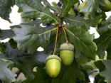 Acorn Meal ~ Traditional Native American Food