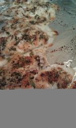 Broiled Tilapia Parmesan