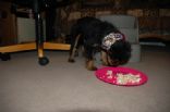 Bella's dog food