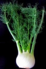 Fennel Soup in the Raw